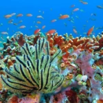 Taman Nasional Bunaken: Keindahan Alam Bawah Laut yang Menakjubkan