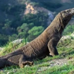 Taman Nasional Komodo: Pesona Keajaiban Alam di Labuan Bajo