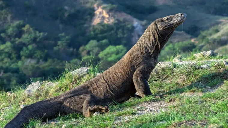 pulau komodo