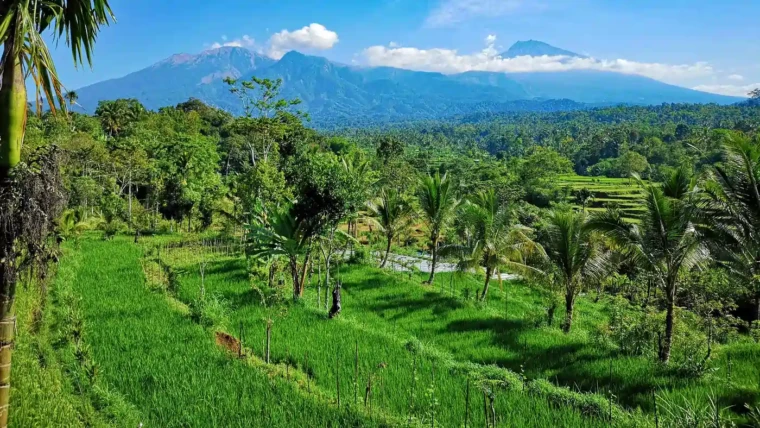Desa Tetebatu