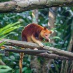 Taman Nasional Wasur, Merauke, Papua Selatan – Savana Trans‑Fly, Rawa Biru, dan Budaya Marind