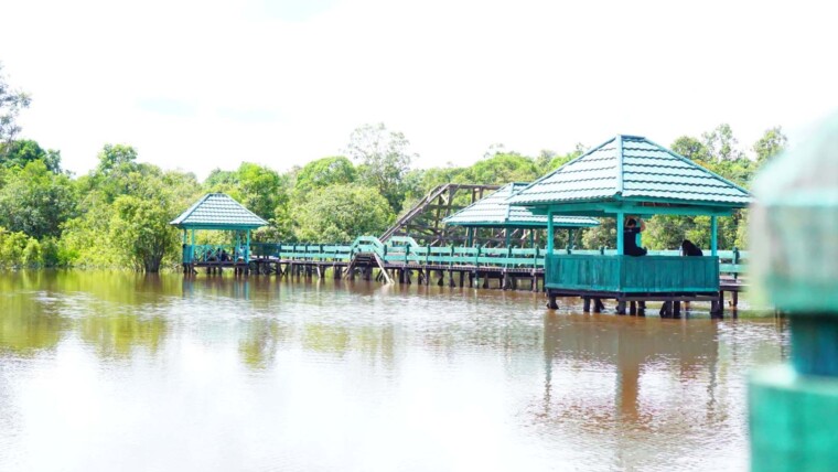 Danau Tahai, Cermin Merah Hutan Gambut Kalimantan Tengah